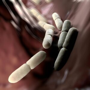 Afb (Acid Fast Bacilli) Stain